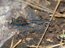 Nordische Moosjungfer Leucorrhinia rubicunda