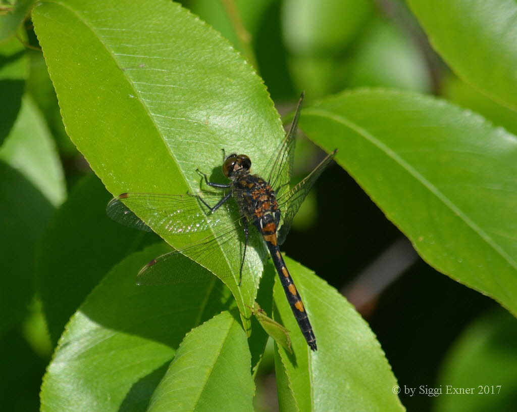 Nordische Moosjungfer Leucorrhinia cf rubicunda