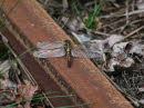 Nordische Moosjungfer Leucorrhinia rubicunda