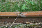 Nordische Moosjungfer Leucorrhinia rubicunda