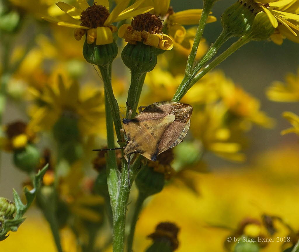 Nrdliche Fruchtwanze Carpocoris fuscispinus