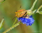 Nrdliche Fruchtwanze Carpocoris fuscispinus