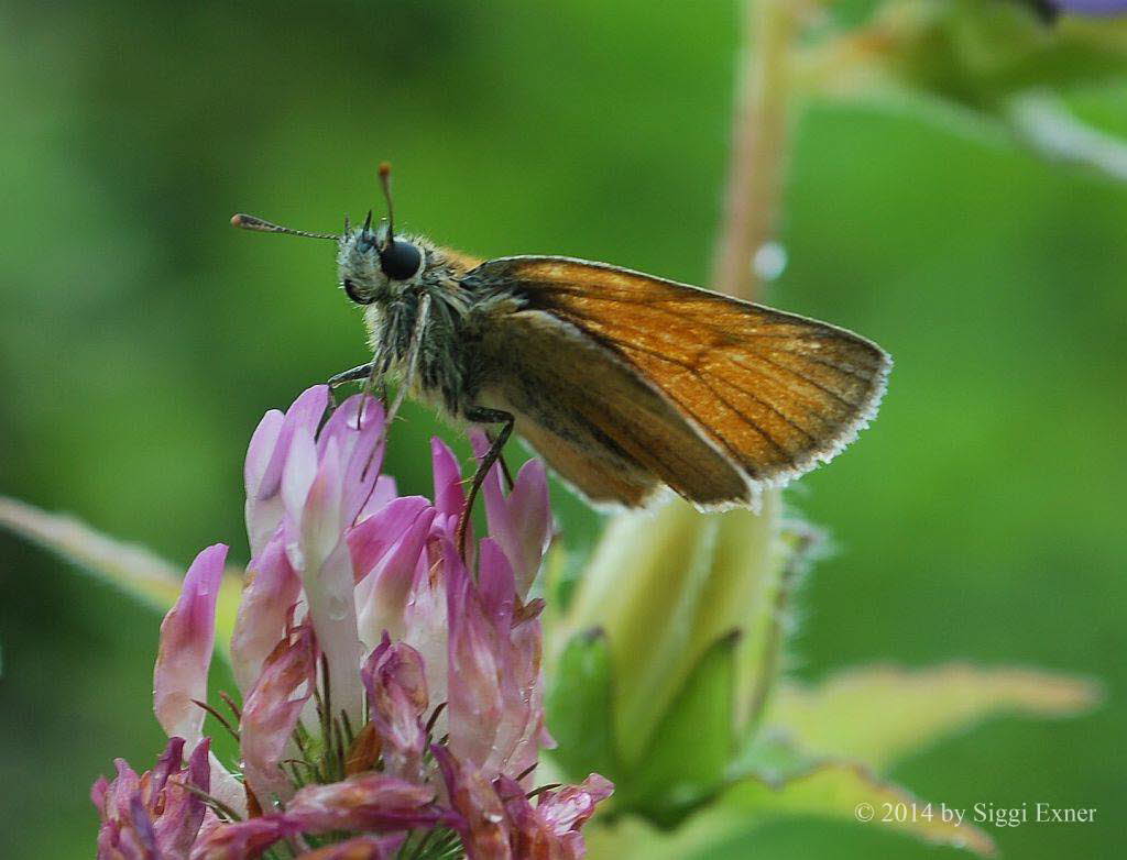 Ockergelbe Braundickkopffalter Thymelicus sylvestris