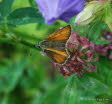 Ockergelbe Braundickkopffalter Thymelicus sylvestris