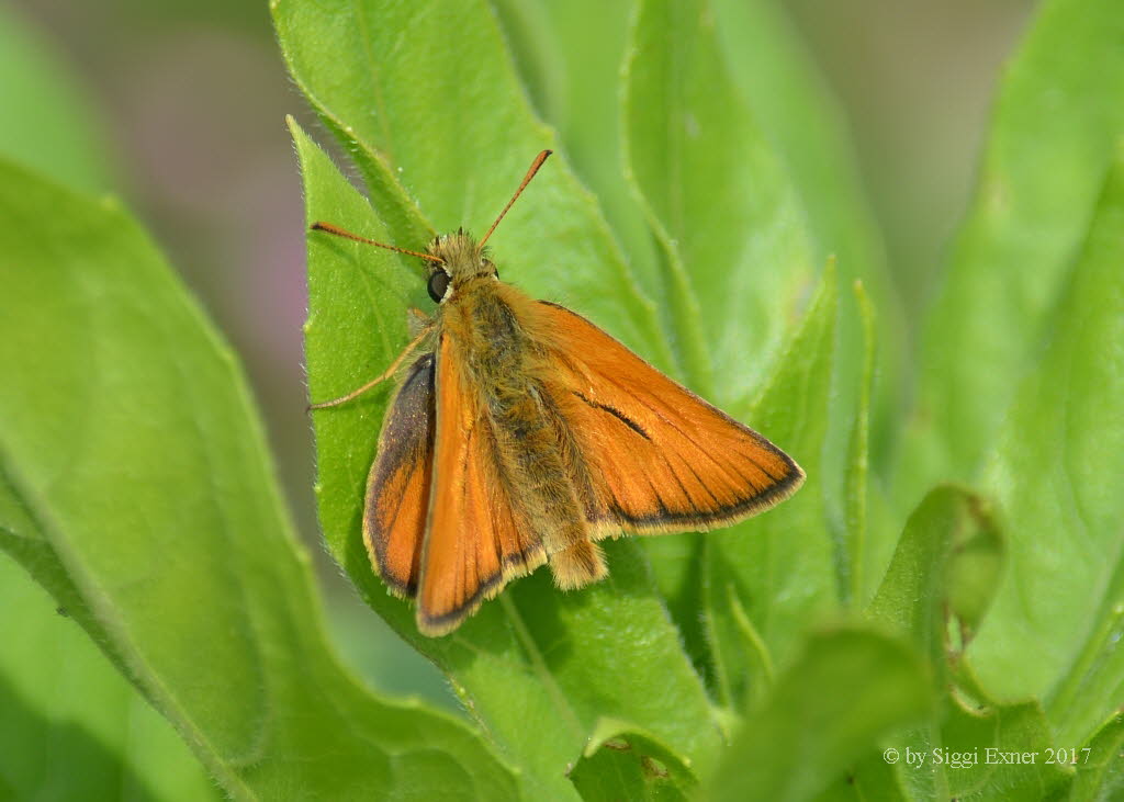 Ockergelber Braun-Dickkopffalter Thymelicus sylvestris