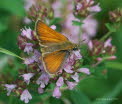 Ockergelber Braun-Dickkopffalter Thymelicus sylvestris