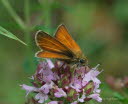 Ockergelber-Dickkopffalter Thymelicus sylvestris