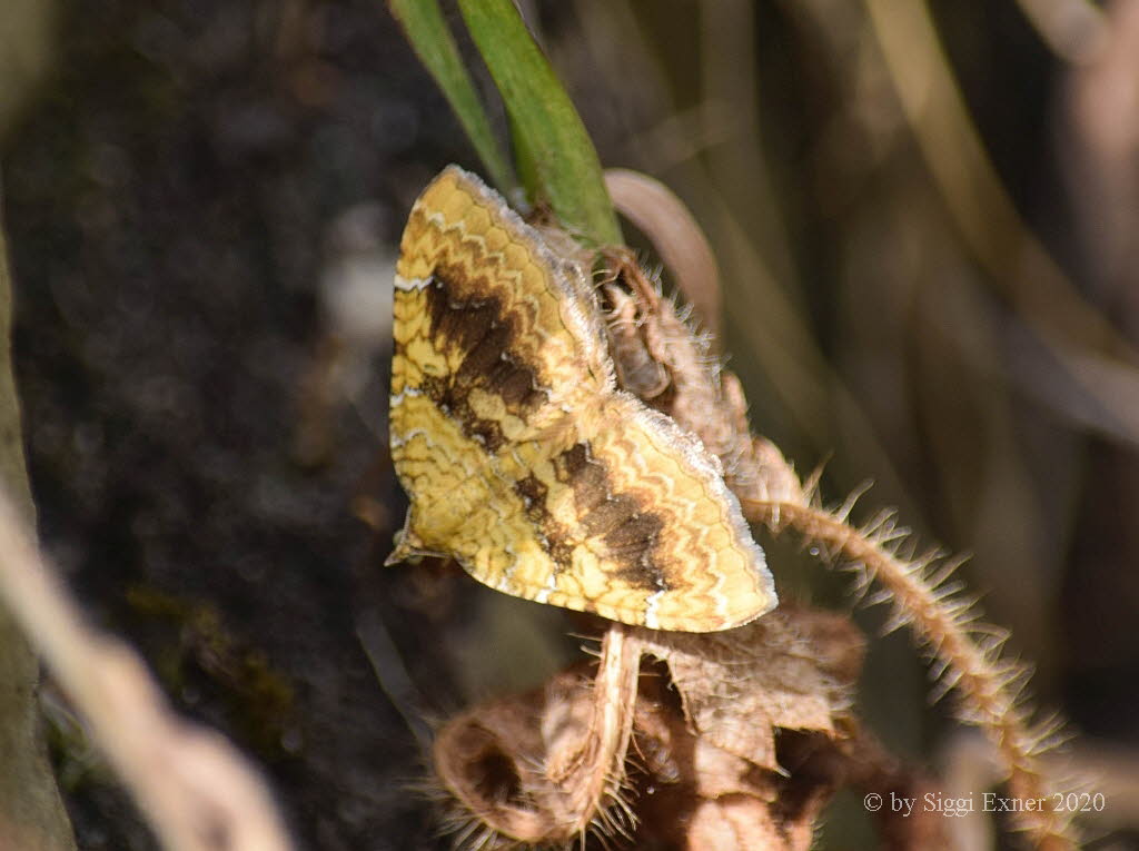 Ockergelber Blattspanner Camptogramma bilineata