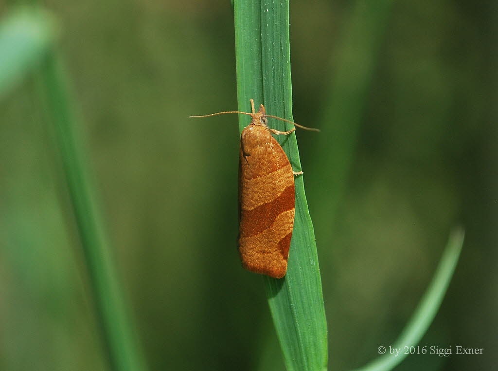 Pandemis cinnamomeana