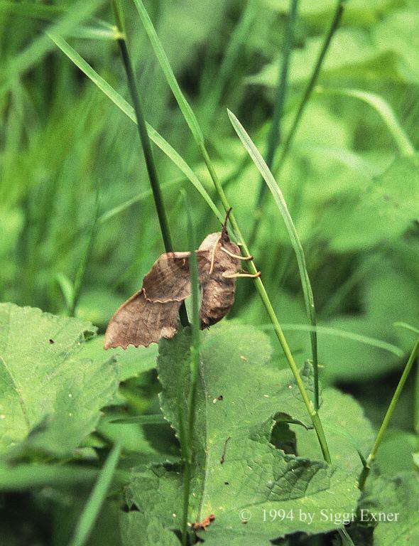 Pappelschwrmer Laothoe populi