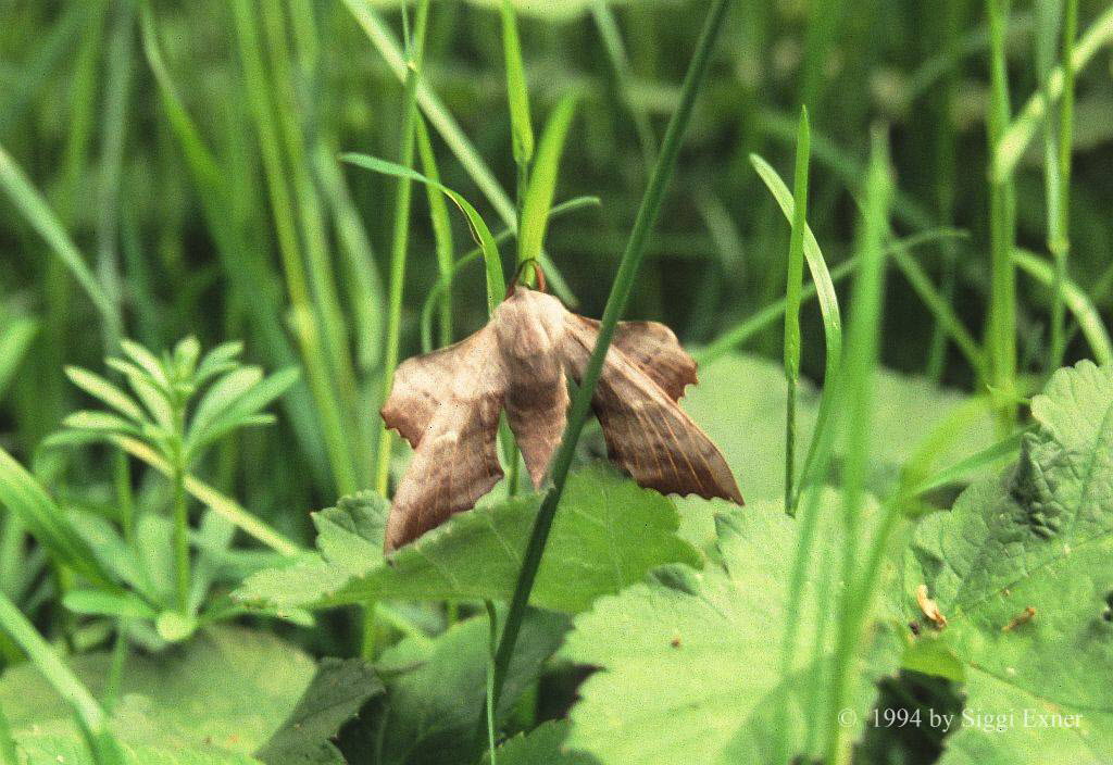 Pappelschwrmer Laothoe populi