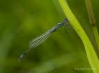 Ischnura elegans Groe Pechlibelle 