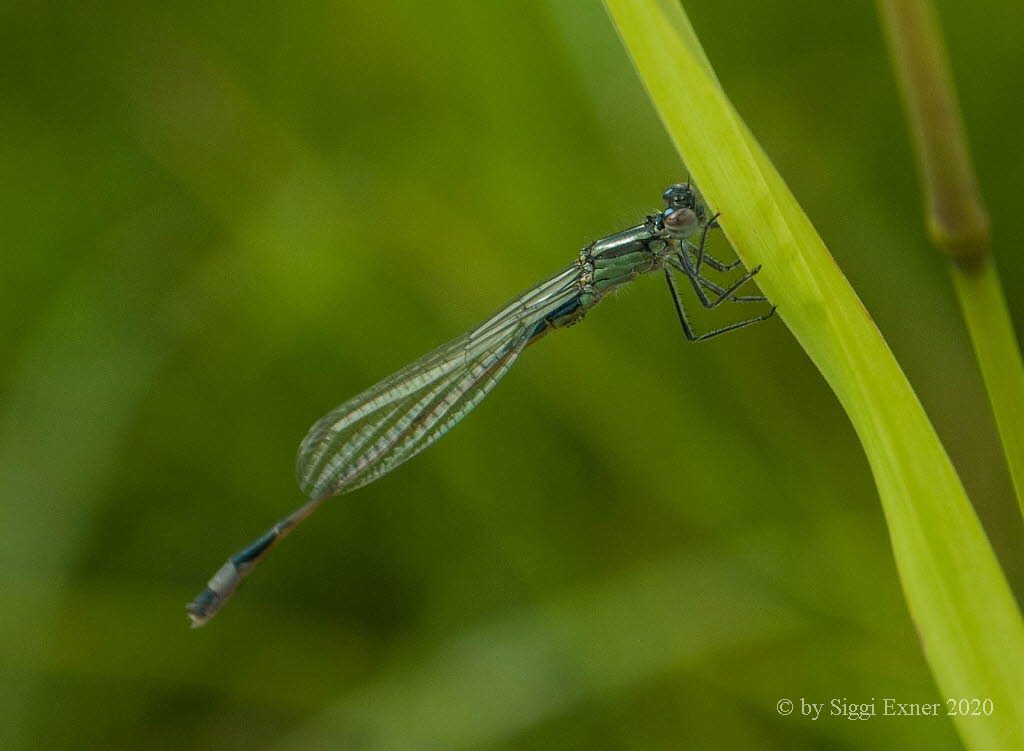 Ischnura elegans Groe Pechlibelle 