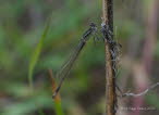 Ischnura elegans Groe Pechlibelle 