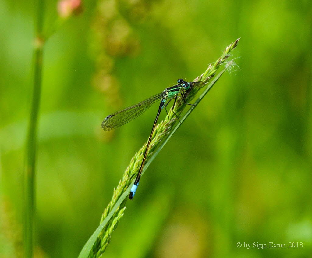 Ischnura elegans Groe Pechlibelle 