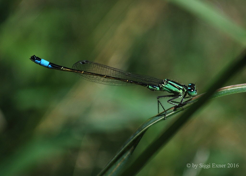 Groe Pechlibelle Ischnura elegans