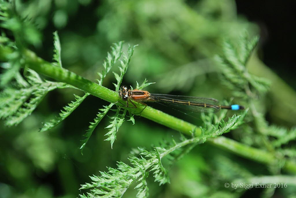 Groe Pechlibelle Ischnura elegans f. rufescens