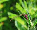 Groe Pechlibelle Ischnura elegans f. rufescens