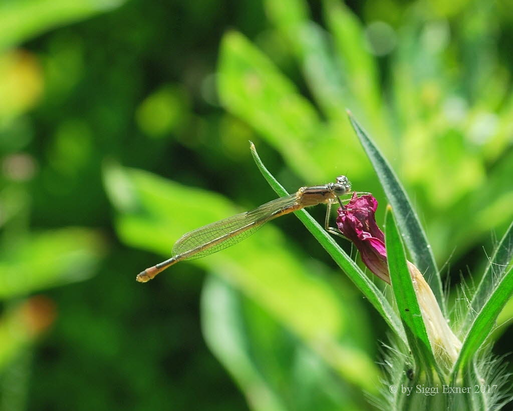 Groe Pechlibelle Ischnura elegans f. rufescens