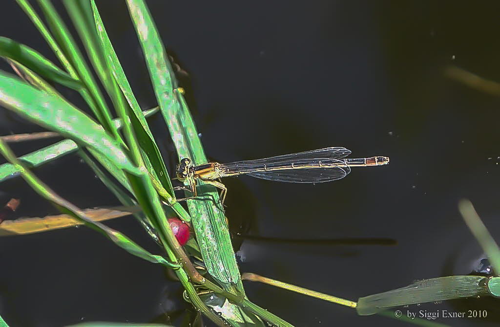 Groe Pechlibelle Ischnura elegans