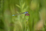 Groe Pechlibelle Ischnura elegans f. violacea_011553