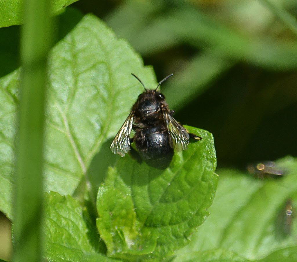 Pelzbiene Anthophora cf plumipes