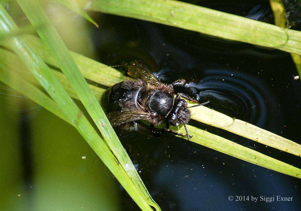 Pelzbiene Anthophora cf plumipes