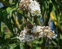 Kleiner Perlmuttfalter Issoria lathonia