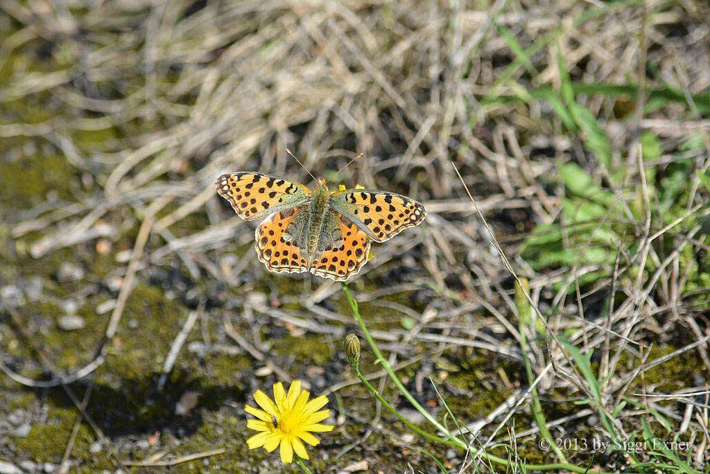 Kleiner Perlmuttfalter Issoria lathonia