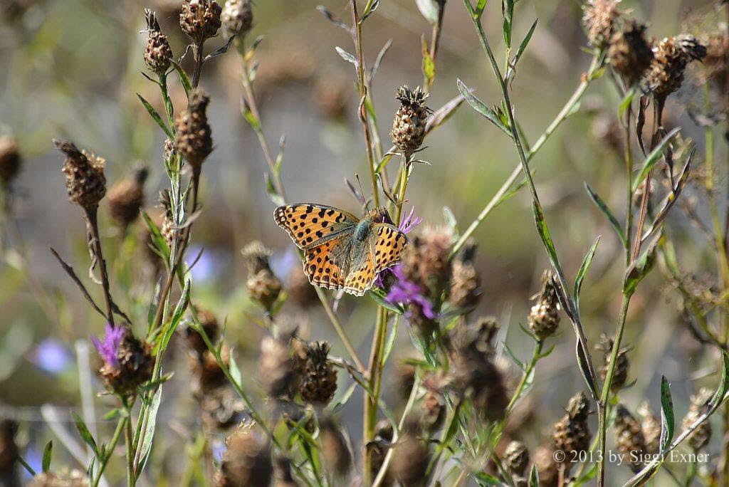 Kleiner Perlmuttfalter Issoria lathonia