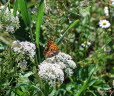 Kleiner Perlmuttfalter Issoria lathonia