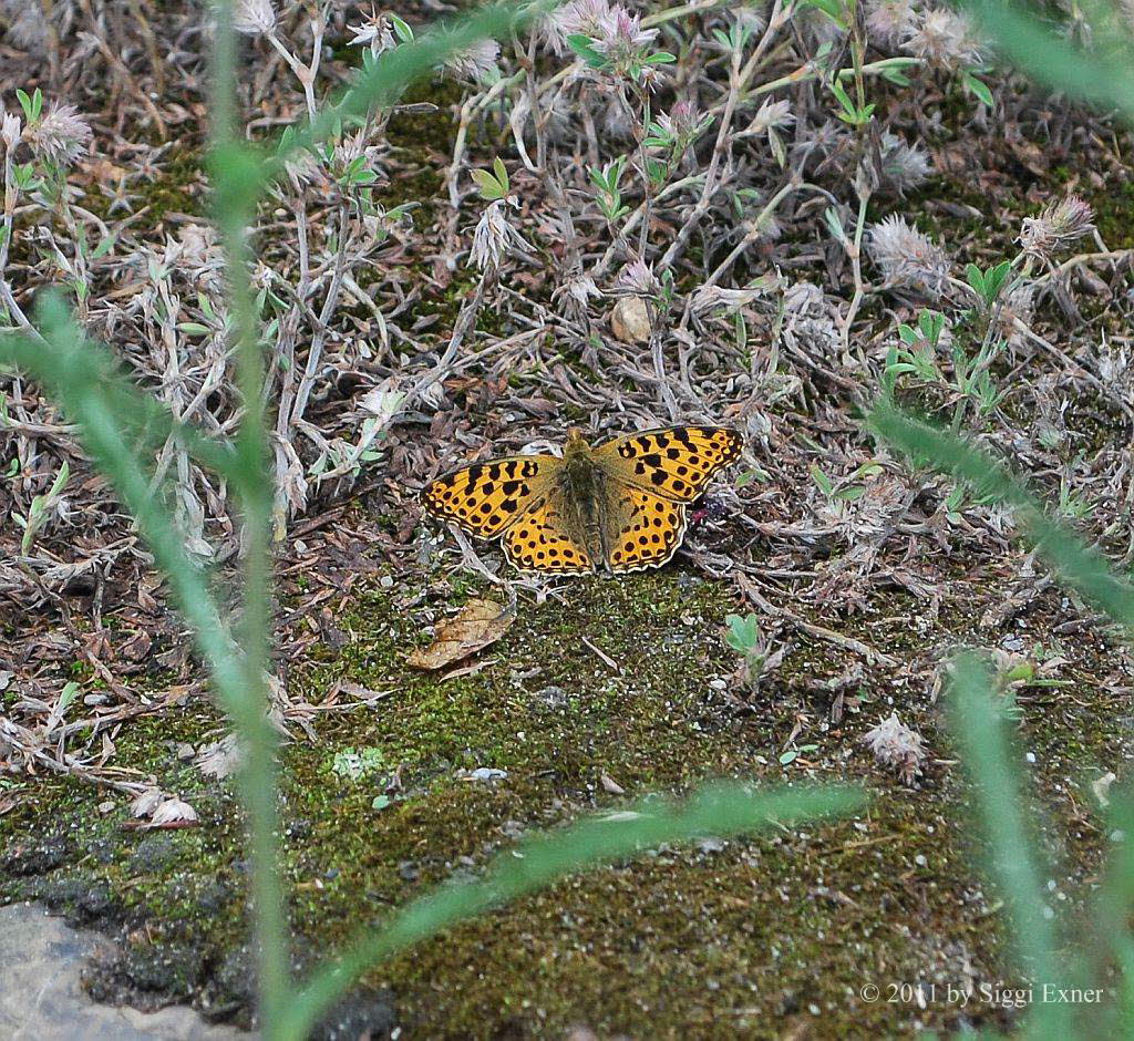 Kleiner Perlmuttfalter Issoria lathonia