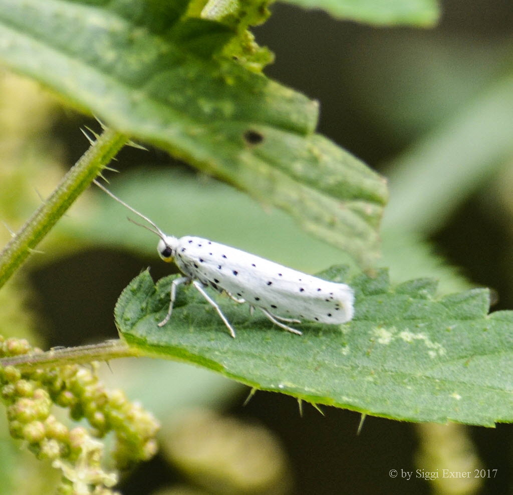 Pfaffenhtchen-Gespinstmotte Yponomeuta cagnagella