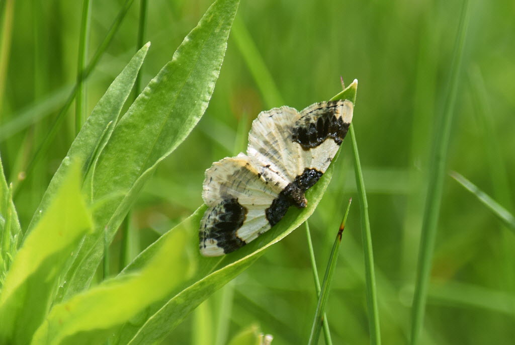 Ligdia adustata Pfaffenhtchen- Harlekin