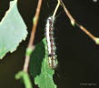 Pfeileule Acronicta psi