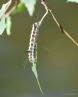 Pfeileule Acronicta psi