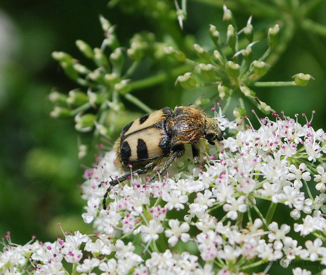 Pinselkfer Trichius spec.