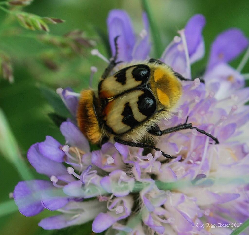 Trichius fasciatus Gebndeter Pinselkfer