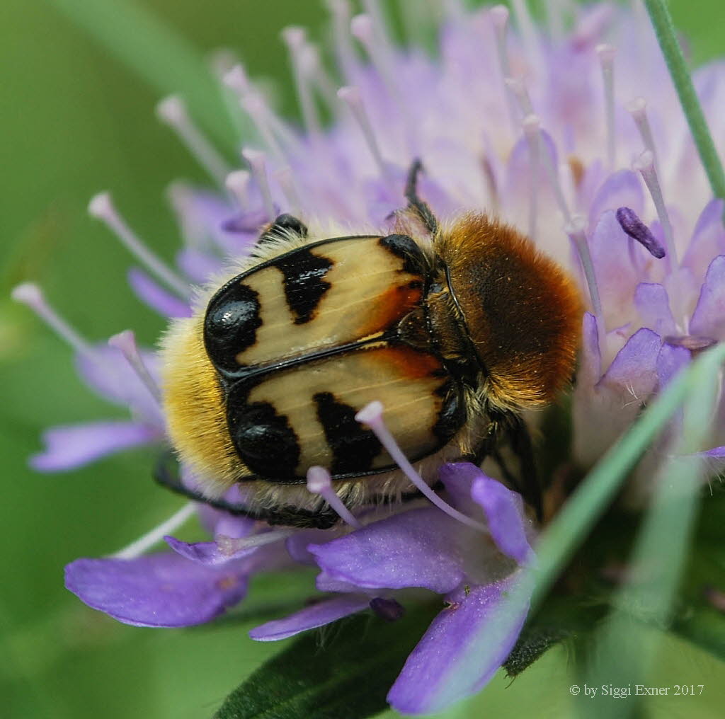 Trichius fasciatus Gebndeter Pinselkfer