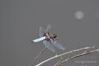 Plattbauch Libellula depressa