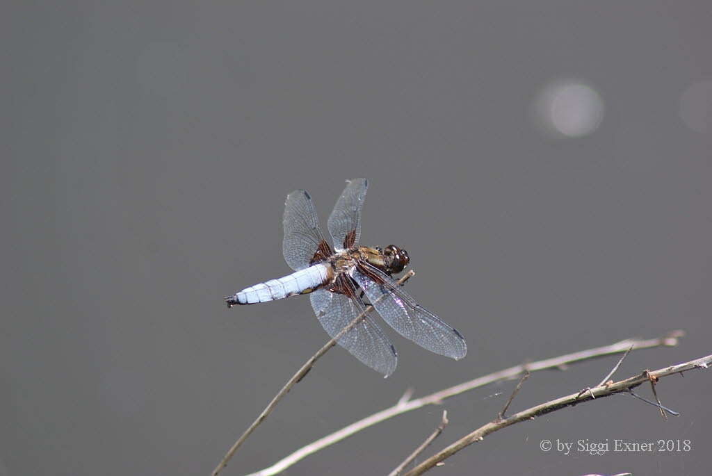 Plattbauch Libellula depressa