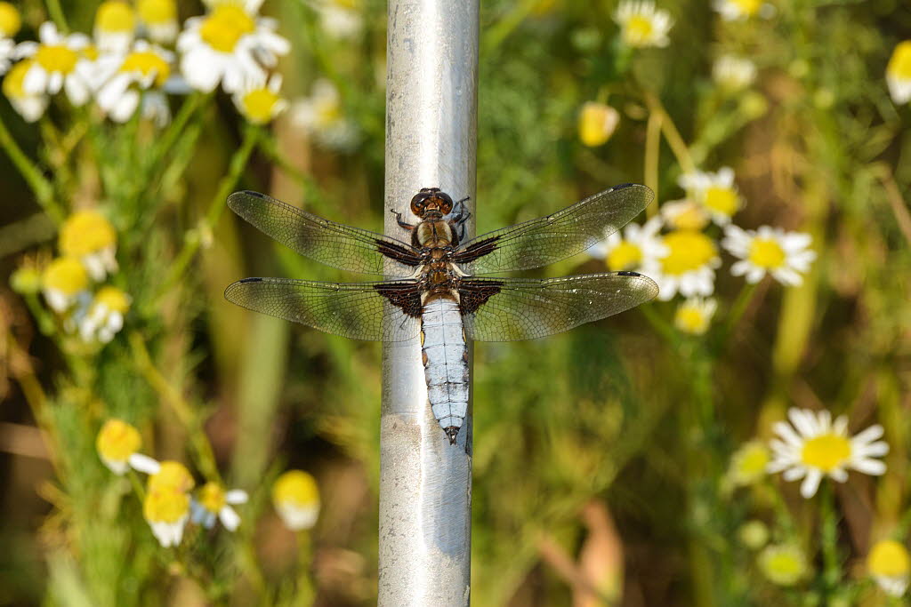 Plattbauch Libellula depressa