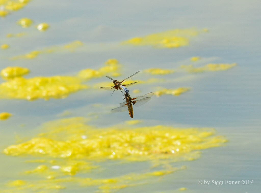 Plattbauch Libellula depressa