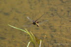 Plattbauch Libellula depressa