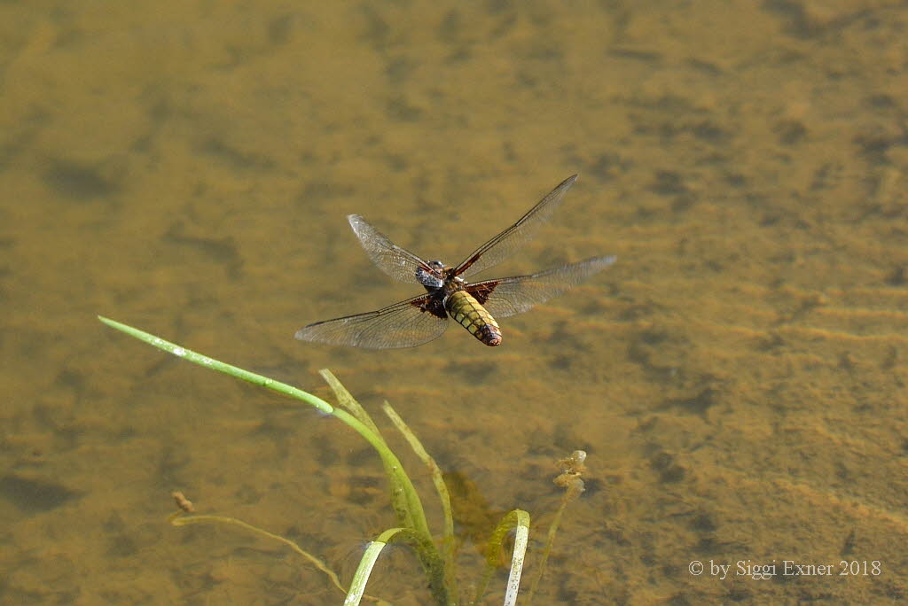 Plattbauch Libellula depressa