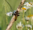 Plattbauch Libellula depressa