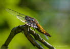 Plattbauch Libellula depressa