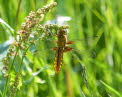 Plattbauch Libellula depressa