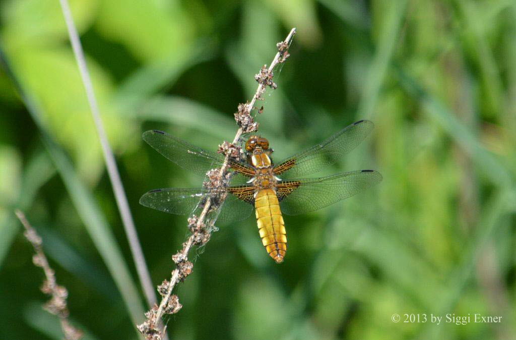 Plattbauch Libellula depressa