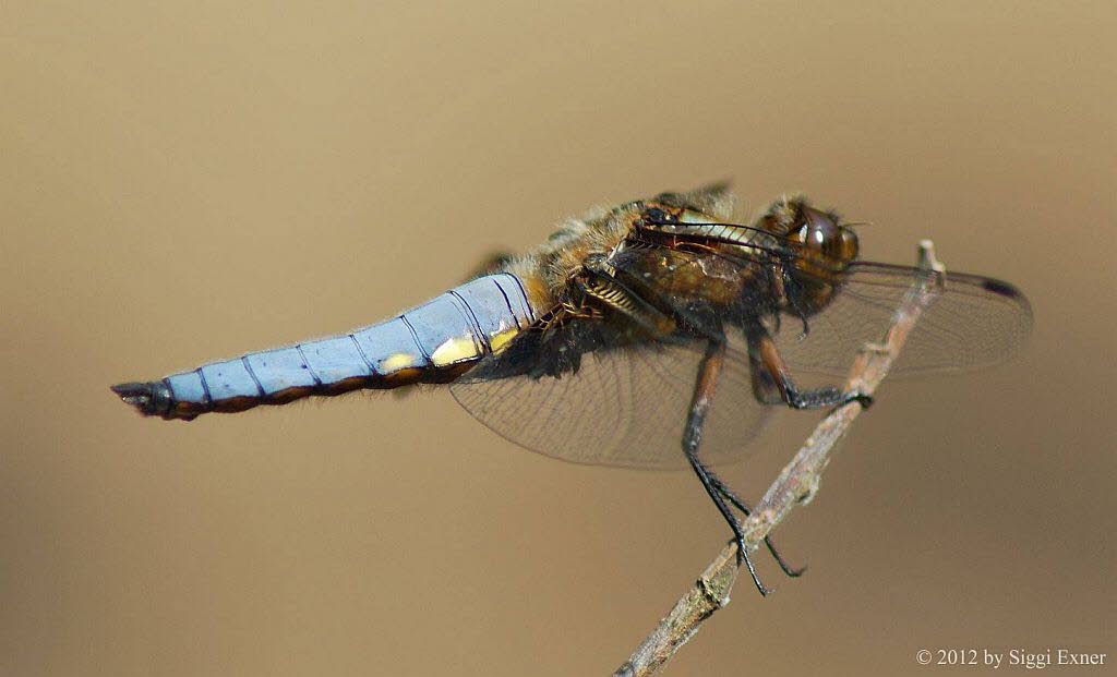 Plattbauch Libellula depressa